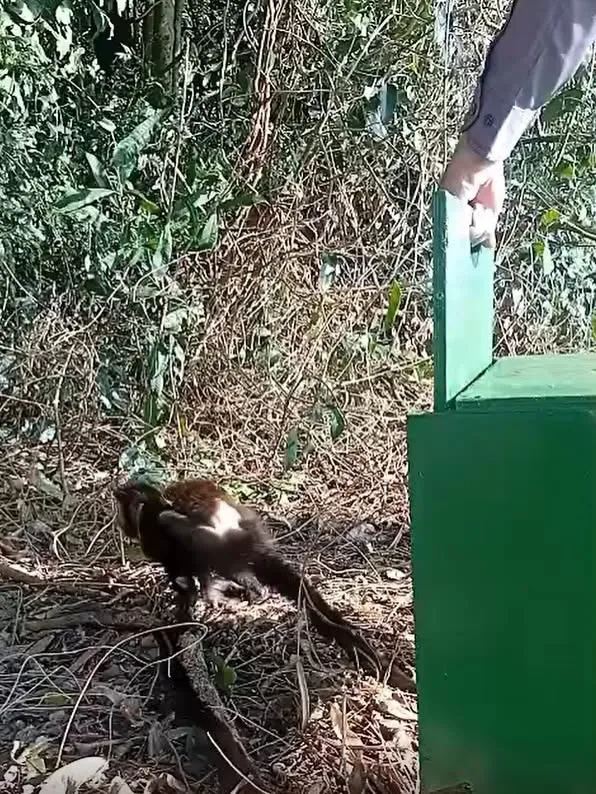 Macaco-prego e gambá resgatados em Marechal Rondon se recuperam e ganham nova chance na natureza