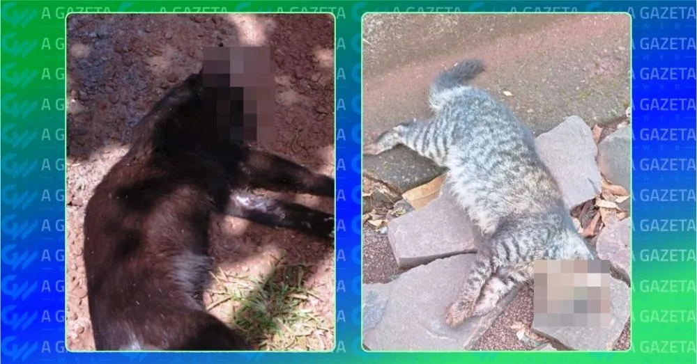 Dois gatos foram encontrados mortos em dias diferentes no distrito de Vila Cristal, em Nova Santa Rosa. Há suspeita de envenenamento, mas a causa das mortes não foi confirmada. Foto> Colaboração/A Gazeta Web